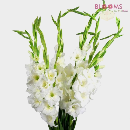 White Gladiola Fancy Flowers
