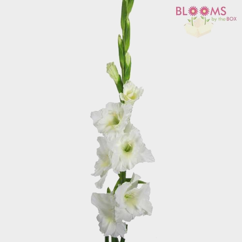 White Gladiola Fancy Flowers
