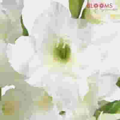 White Gladiola Fancy Flowers