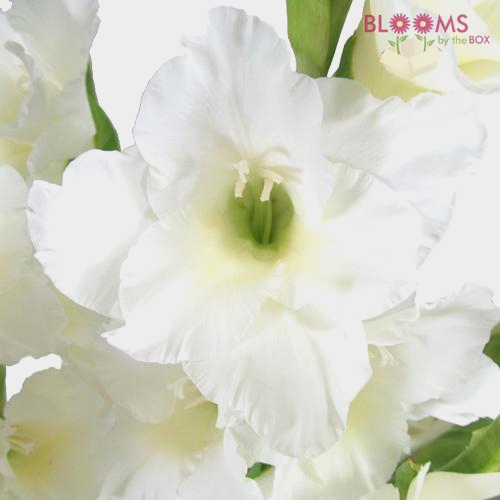 White Gladiola Fancy Flowers