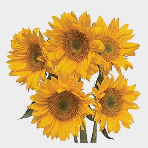 Yellow Filler Flowers Bulk Pack Wholesale Blooms By The Box