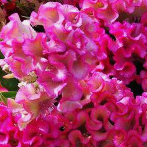Pink Cockscomb Flowers