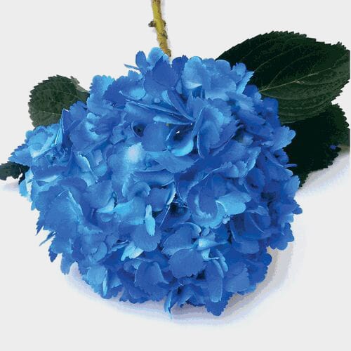 Bulk flowers online - Spray Tinted Hydrangea - Dark Blue