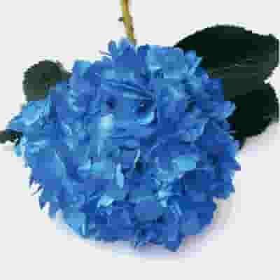 Spray Tinted Hydrangea - Dark Blue