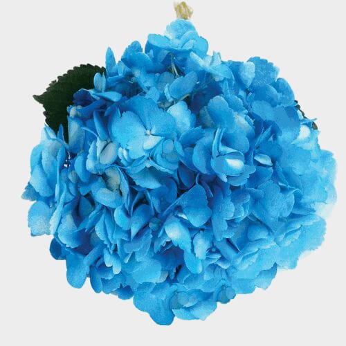 Wholesale flowers prices - buy Spray Tinted Hydrangea - Medium Blue in bulk
