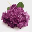 Spray Tinted Hydrangea Flower - Violet