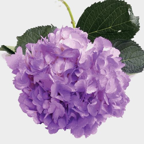 Wholesale flowers: Spray Tinted Hydrangea Flower - Lavender