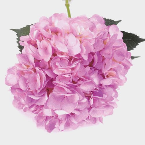 Wholesale flowers prices - buy Spray Tinted Hydrangea Flower - Light Violet in bulk