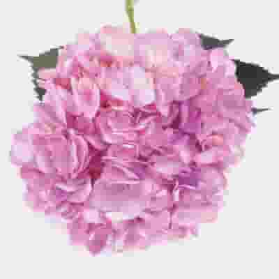 Spray Tinted Hydrangea Flower - Light Violet