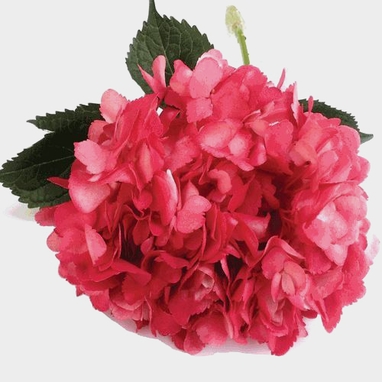 Spray Tinted Hydrangea Dark Pink Whole Blooms By The Box Spray Tinted Hydrangea Dark Pink