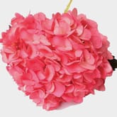 Spray Tinted Hydrangea - Medium Pink