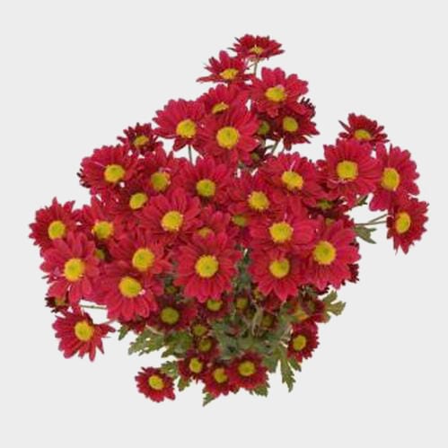 Pompon Daisy Red Flowers