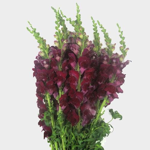 Wholesale flowers prices - buy Snapdragon Burgundy Flowers in bulk