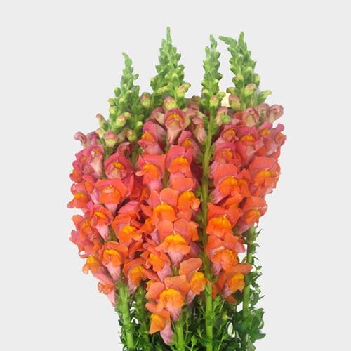 Wholesale flowers prices - buy Snapdragon Orange Flowers in bulk