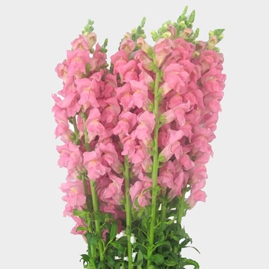 Snapdragon Pink Flowers Wholesale Blooms By The Box