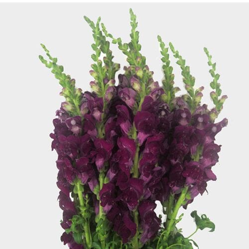 Wholesale flowers prices - buy Snapdragon Purple Flowers in bulk