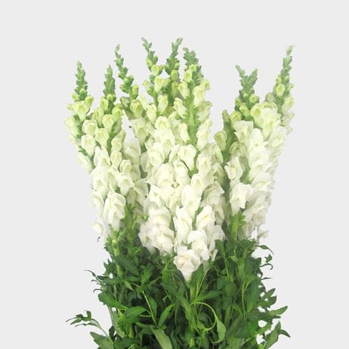 Wholesale flowers prices - buy Snapdragon White Flower in bulk