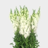 Snapdragons