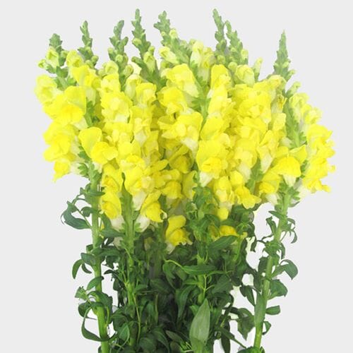 Wholesale flowers prices - buy Snapdragon Yellow Flowers in bulk