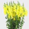 Snapdragon Yellow Flowers