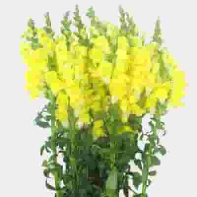 Snapdragon Yellow Flowers