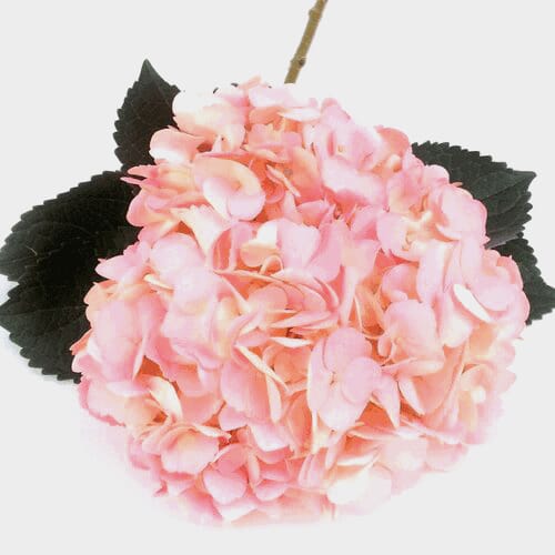 Bulk flowers online - Spray Tinted Hydrangea - Light Pink