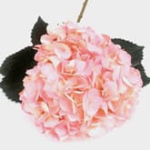 Spray Tinted Hydrangea - Light Pink
