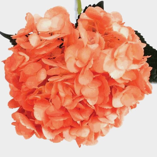 Spray Tinted Hydrangea Flower - Orange