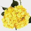 Spray Tinted Hydrangea Flower - Yellow