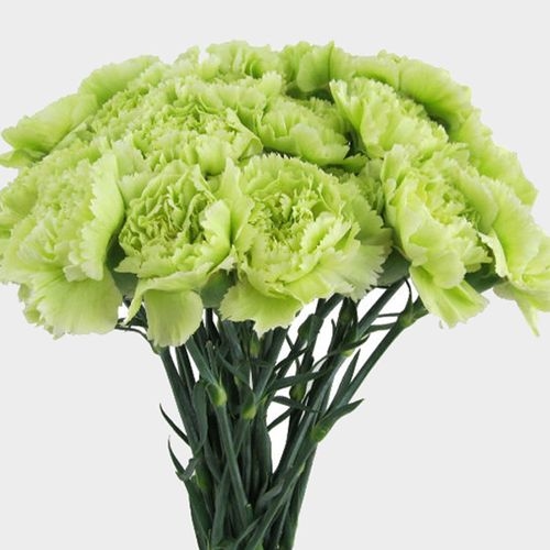Carnations Fancy Green Flowers - Wholesale - Blooms By The Box