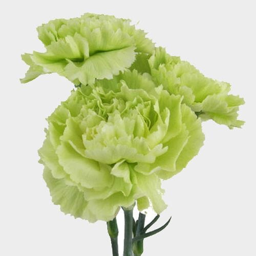 Carnations Fancy Green Flowers Wholesale Blooms By The Box