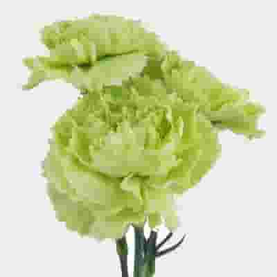 Carnations Fancy Green Flowers