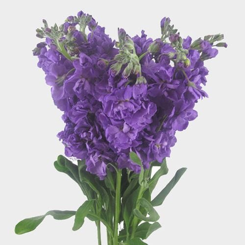 Wholesale flowers prices - buy Stock Mid Blue Flower in bulk