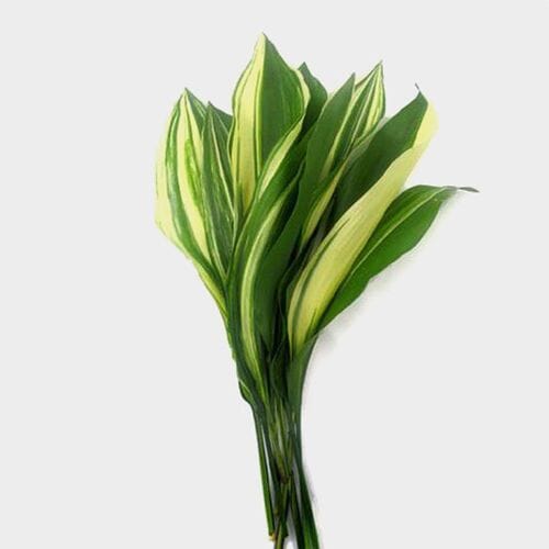 Bulk flowers online - Aspidistra Variegated Greenery