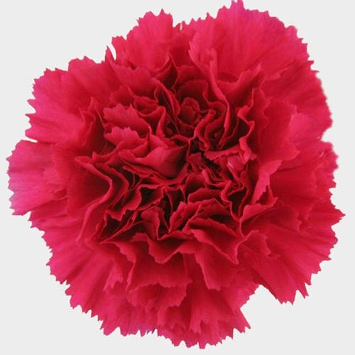 Red Fancy Carnation Flowers - Wholesale - Blooms By The Box