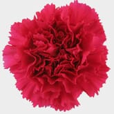 Hot Pink Carnation Flowers - Fancy
