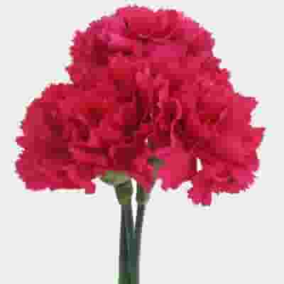Hot Pink Carnation Flowers - Fancy