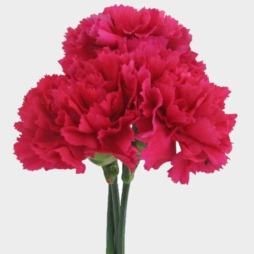 Hot Pink Carnation Flowers - Fancy - Wholesale - Blooms By The Box