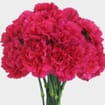 Hot Pink Carnation Flowers - Fancy