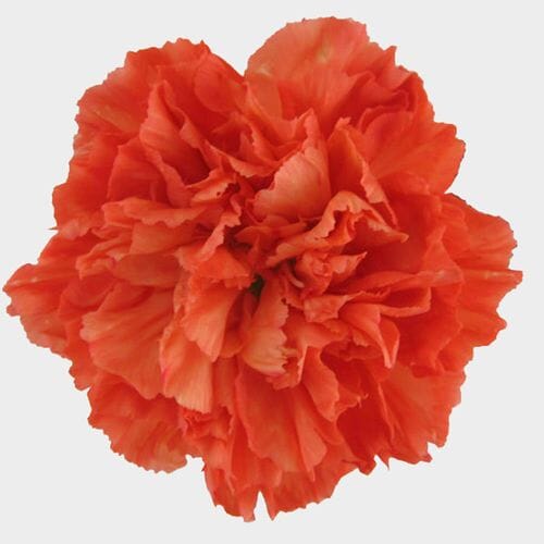 Orange Carnation Flower - Fancy
