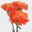 Orange Carnation Flower - Fancy