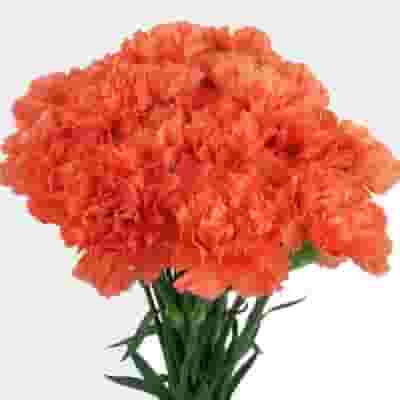 Orange Carnation Flower - Fancy