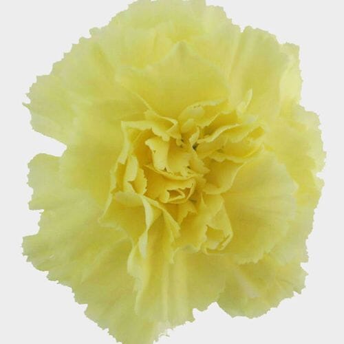 Bulk flowers online - Yellow Carnation Flower - Fancy