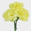 Yellow Carnation Flower - Fancy