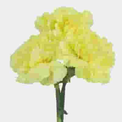 Yellow Carnation Flower - Fancy