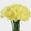 Yellow Carnation Flower - Fancy