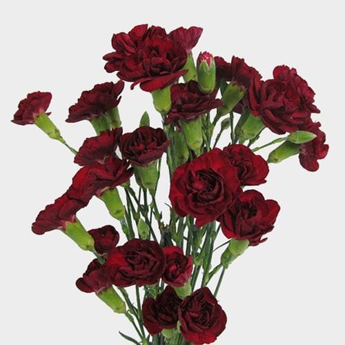 Wholesale flowers prices - buy Burgundy Mini Carnation Flowers in bulk