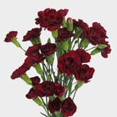 Burgundy Mini Carnation Flowers