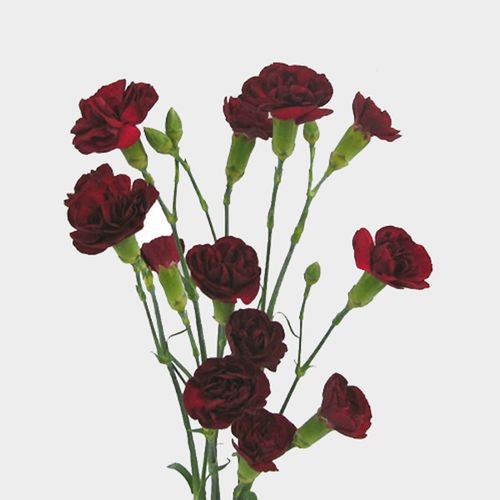 Burgundy Mini Carnation Flowers