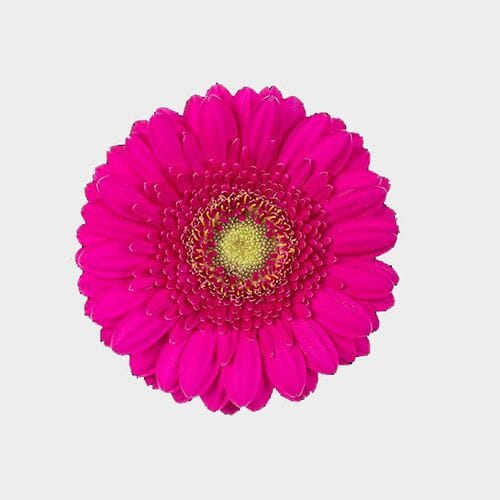 Wholesale flowers prices - buy Mini Gerbera Daisy Hot Pink Flower in bulk